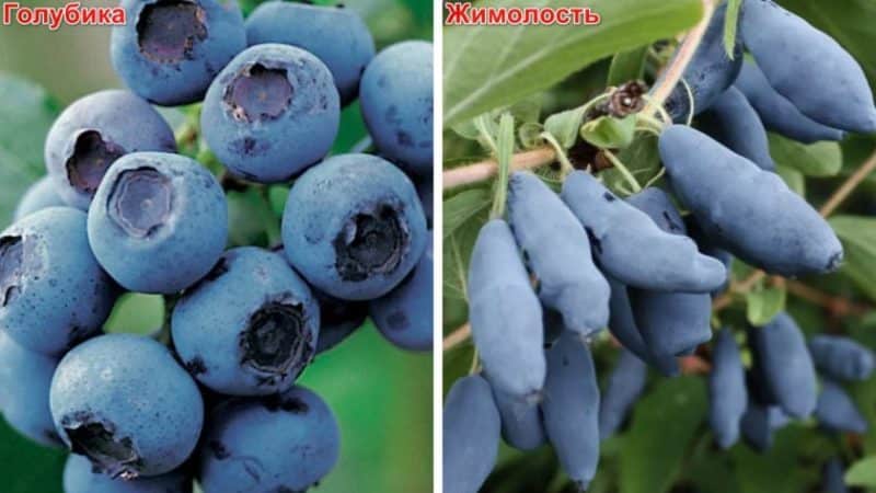 What is the difference between blueberries and honeysuckle - how to tell them apart