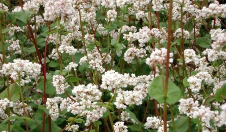 Varieties of buckwheat varieties, their description and characteristics