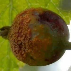 Why did rust appear on gooseberries and what to do to get rid of it
