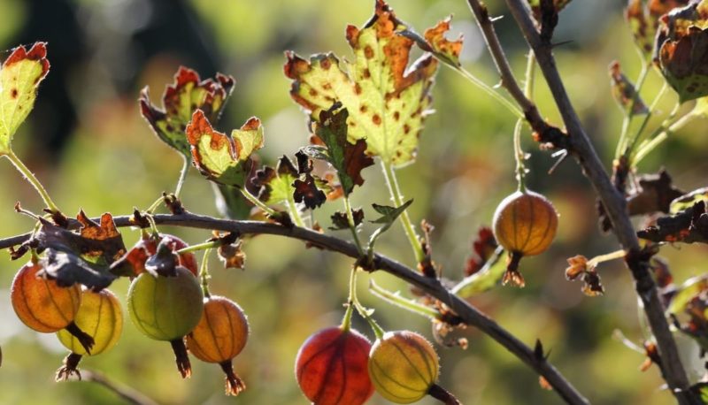 Why did rust appear on gooseberries and what to do to get rid of it