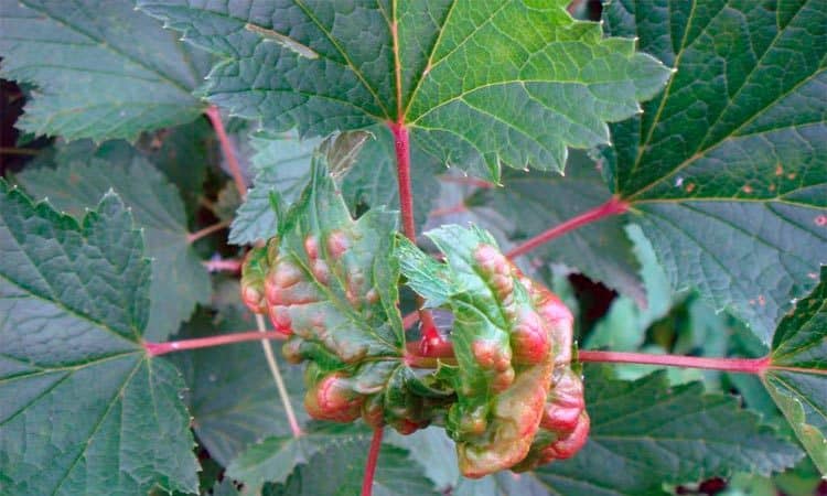 The main stages of caring for gooseberries in the spring after winter to get a good harvest