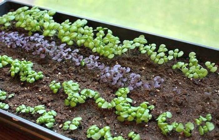 How and when to properly plant basil seedlings in the Moscow region