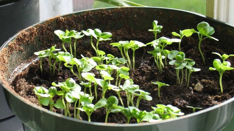How and when to properly plant basil seedlings in the Moscow region
