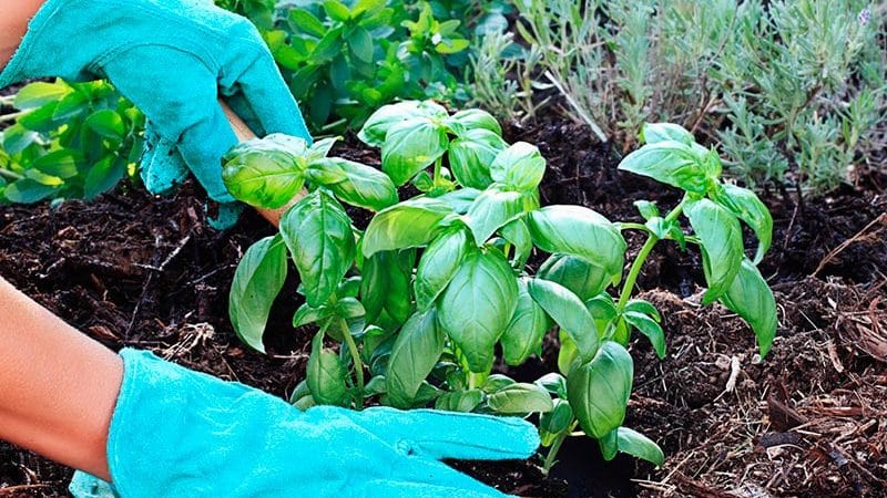 How and when to properly plant basil seedlings in the Moscow region