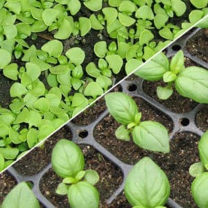 How and when to properly plant basil seedlings in the Moscow region
