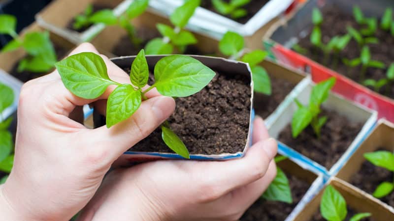 How and when to properly plant basil seedlings in the Moscow region
