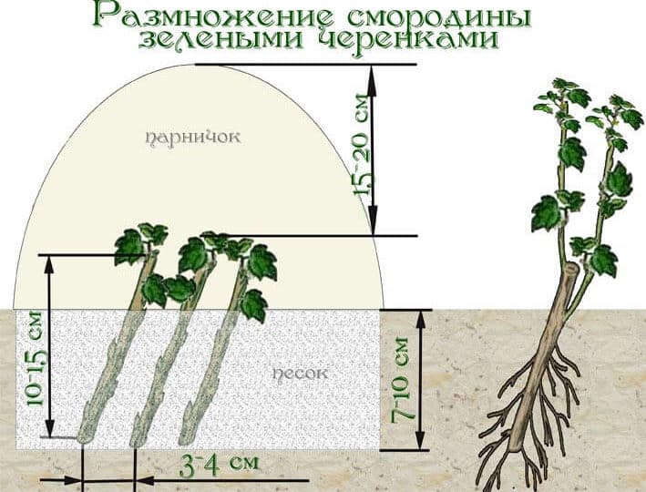 Blackcurrant variety Ordinary Miracle: features, rules of planting, care and propagation