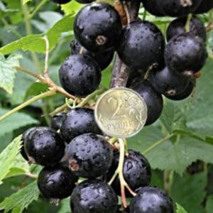 Blackcurrant variety Ordinary Miracle: features, rules of planting, care and propagation