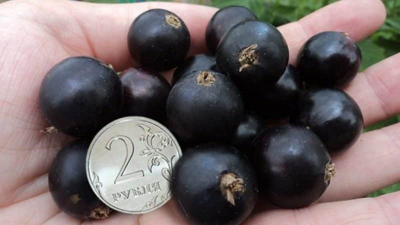 Blackcurrant variety Ordinary Miracle: features, rules of planting, care and propagation