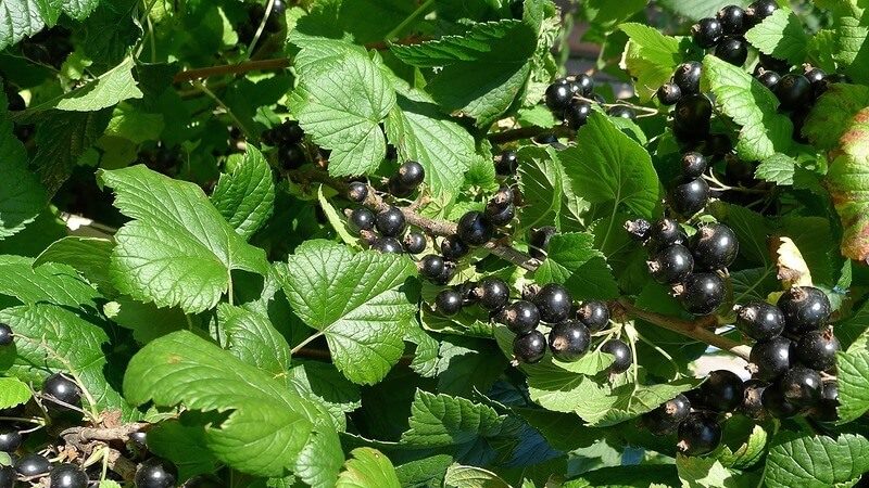 Blackcurrant variety Ordinary Miracle: features, rules of planting, care and propagation