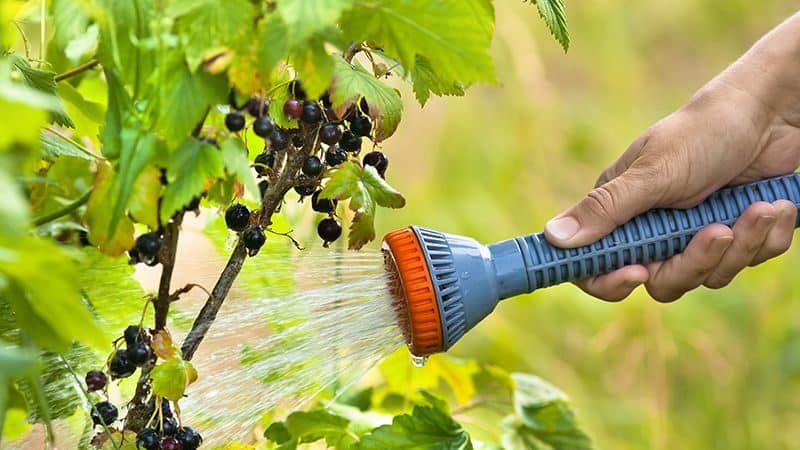 Proper care and cultivation of currants
