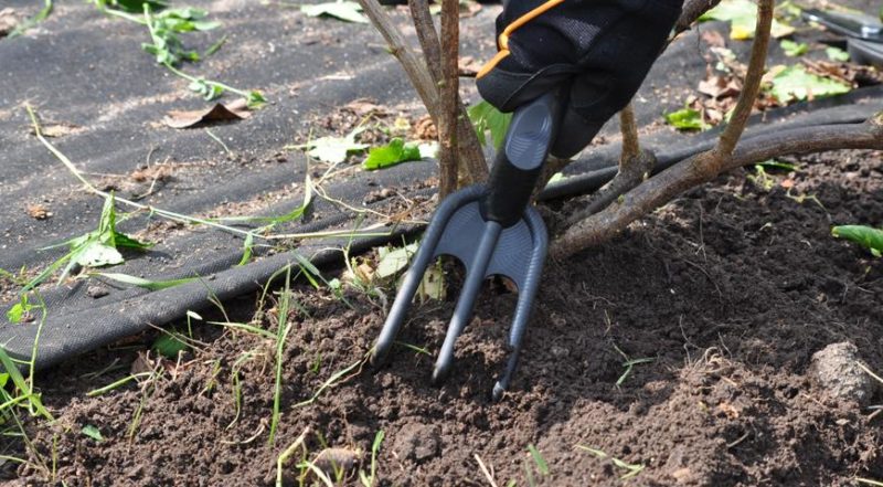 Blackcurrant variety Ordinary Miracle: features, rules of planting, care and propagation