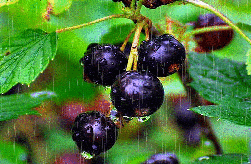 Blackcurrant variety Ordinary Miracle: features, rules of planting, care and propagation