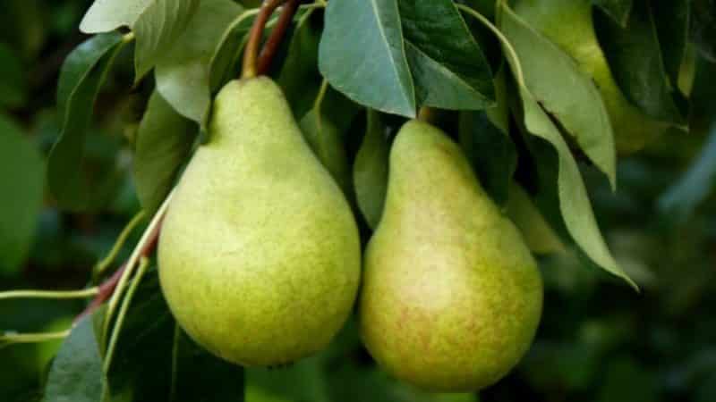 The best summer pear varieties: description and characteristics