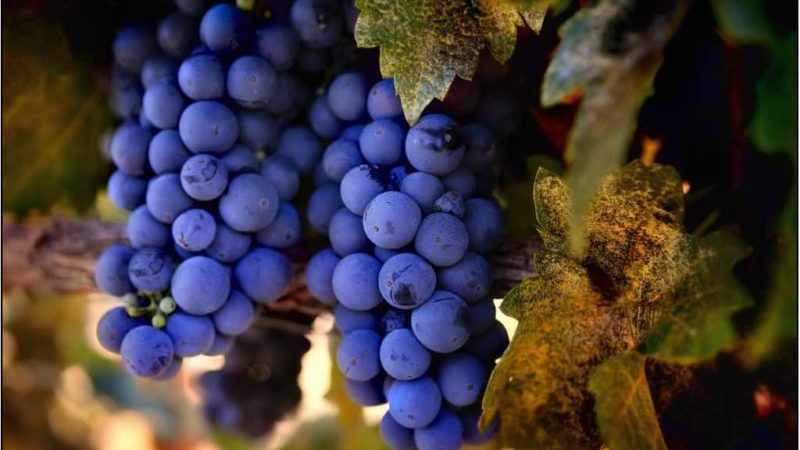 Early ripening dark-skinned grape variety Primitivo