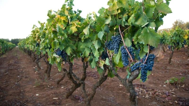 Early ripening dark-skinned grape variety Primitivo
