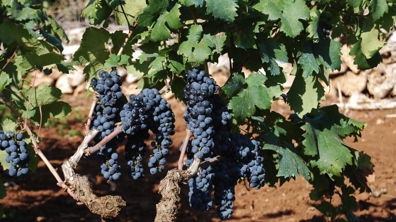 Early ripening dark-skinned grape variety Primitivo