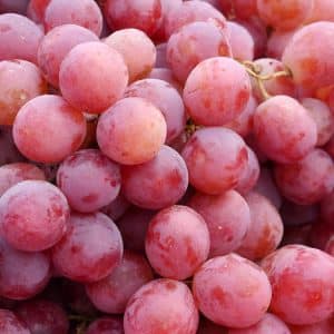 Delicate, aromatic Veles grape variety from Ukrainian breeders