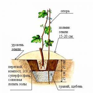 Delicate, aromatic Veles grape variety from Ukrainian breeders