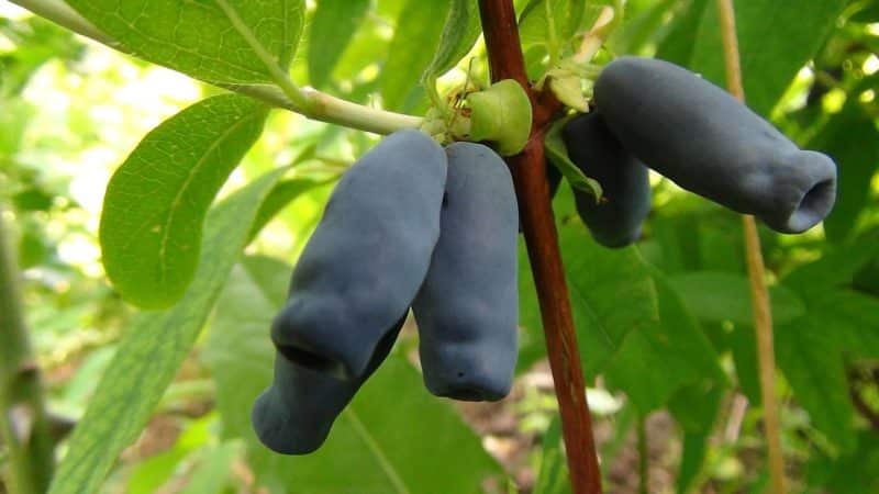 A selection of the best, tasty and sweet honeysuckle varieties for growing in different regions