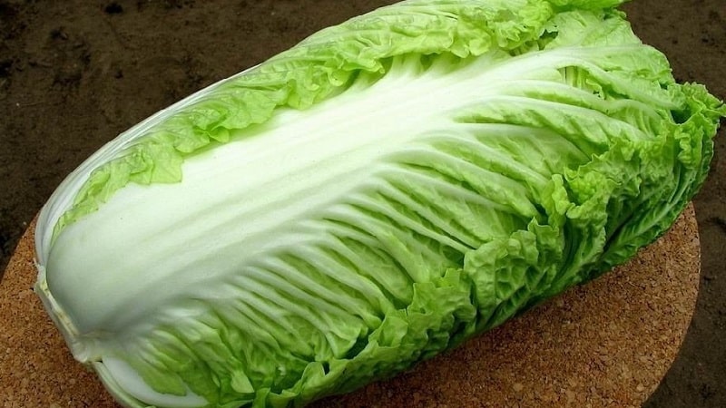 Is it possible for a young mother to eat Chinese cabbage while breastfeeding?