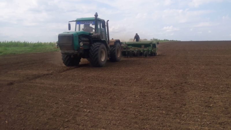 Timing and norms of sowing millet using the row sowing method and further care of the plantings