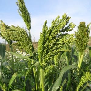 Timing and norms of sowing millet using the row sowing method and further care of the plantings