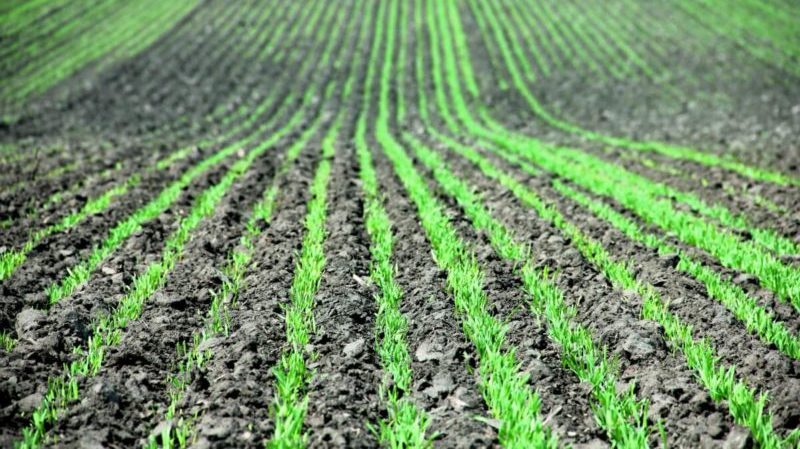 Timing and norms of sowing millet using the row sowing method and further care of the plantings