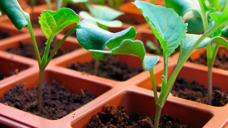 Timing and technology for planting broccoli for seedlings and caring for seedlings at home