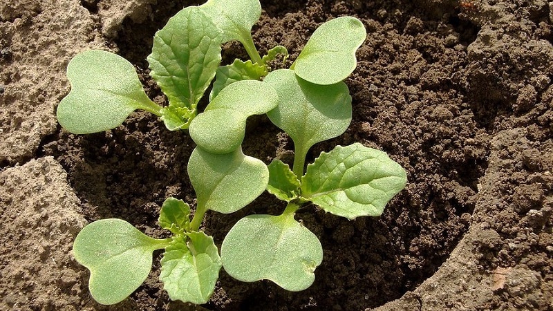 Timing and technology for planting broccoli for seedlings and caring for seedlings at home