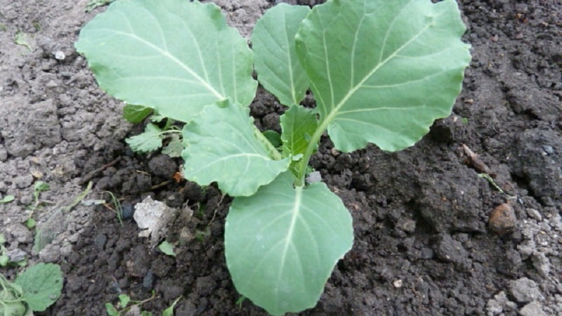 Timing and technology for planting broccoli for seedlings and caring for seedlings at home