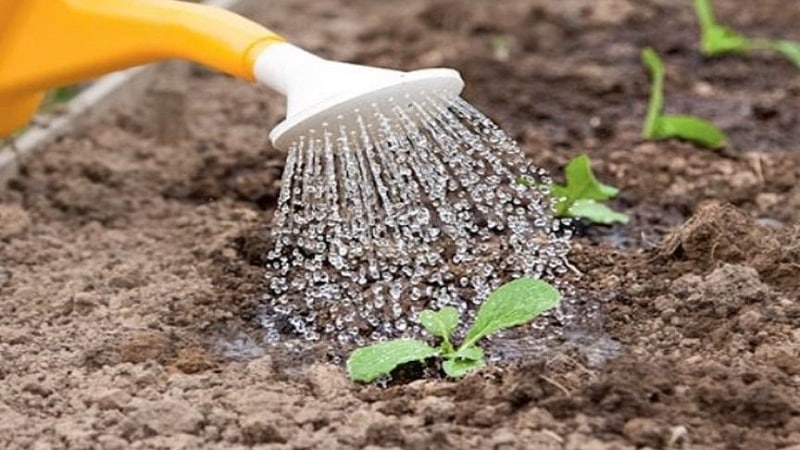 Growing and caring for broccoli in open ground in Siberia