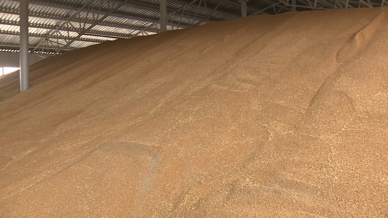 Terms, rules and methods of storing wheat on an industrial scale and at home