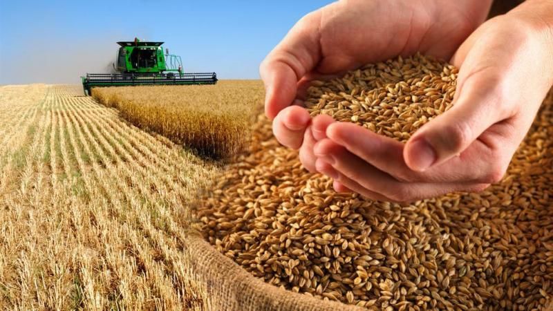 Terms, rules and methods of storing wheat on an industrial scale and at home