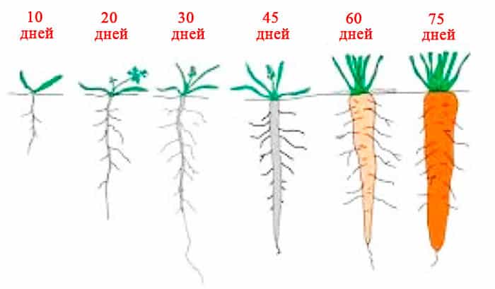 Let's look at the structure of the carrot root system - what are its features?