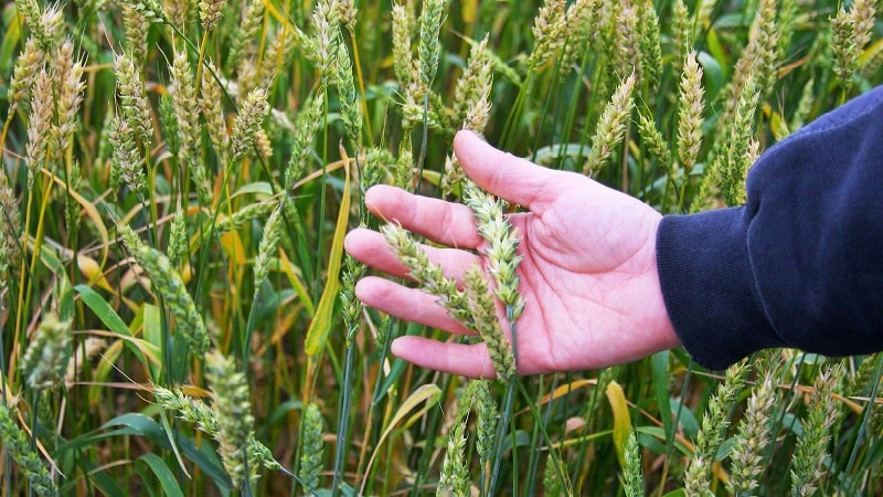 Wheat cultivation technology from preparation for sowing to harvesting