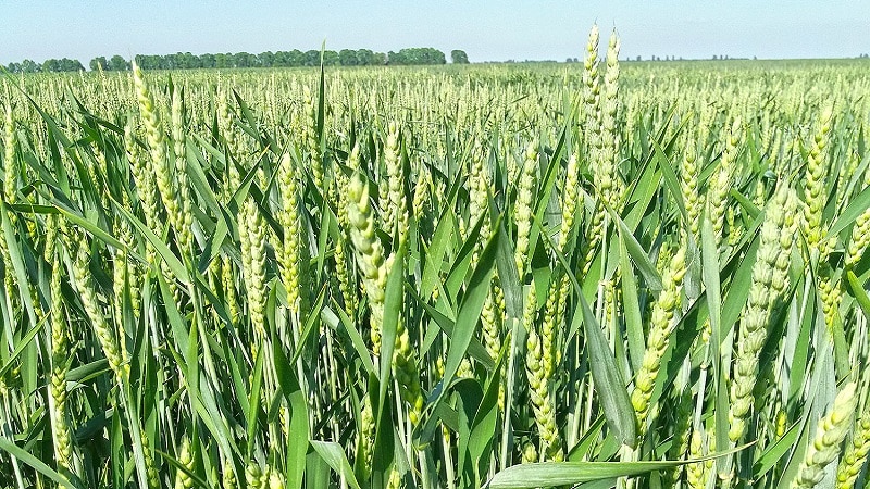 Wheat cultivation technology from preparation for sowing to harvesting