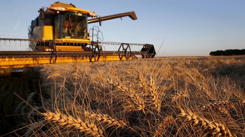 Wheat cultivation technology from preparation for sowing to harvesting