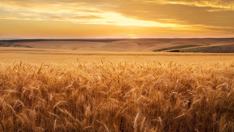 Wheat cultivation technology from preparation for sowing to harvesting