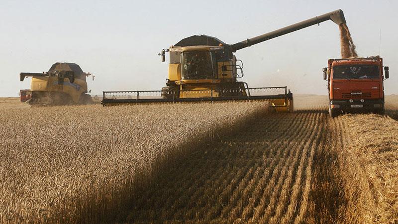 How and when wheat is harvested: timing, methods and further storage