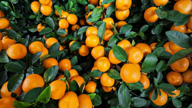What is the difference between clementines and tangerines and which is healthier?