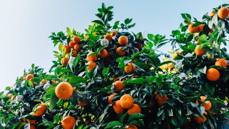 Reasons why tangerine leaves fall and methods of saving the plant