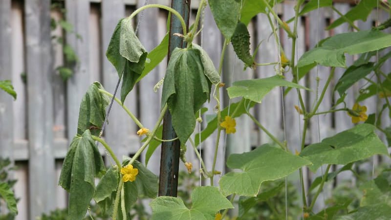 What to do and what to do if cucumber leaves wither in a greenhouse: recipes for processing