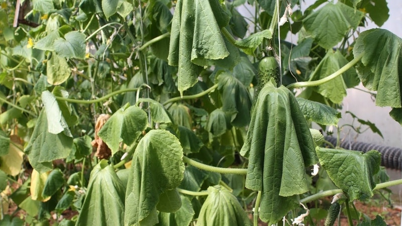 What to do and what to do if cucumber leaves wither in a greenhouse: recipes for processing