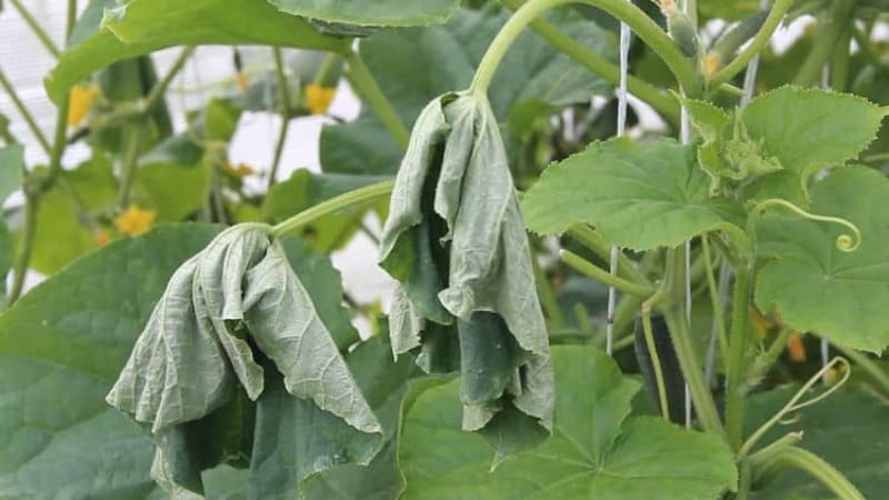 What to do if cucumbers don’t grow: feeding recipes