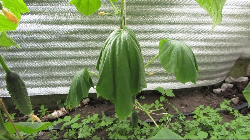 What to do and what to do if cucumber leaves wither in a greenhouse: recipes for processing