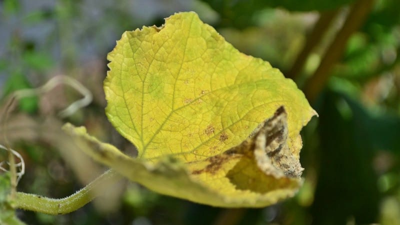 What to do and what to do if cucumber leaves wither in a greenhouse: recipes for processing