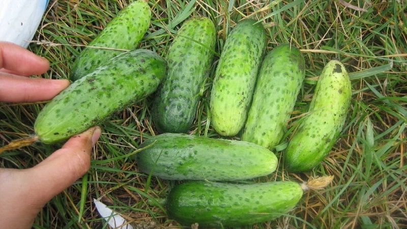 We choose self-pollinating varieties of cucumbers for the greenhouse that are disease-resistant