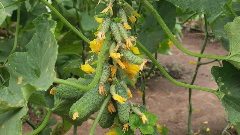 We choose self-pollinating varieties of cucumbers for the greenhouse that are disease-resistant