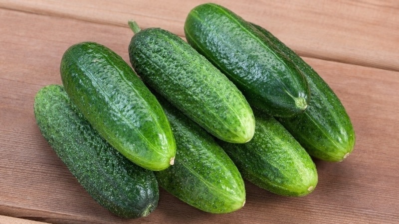 We choose self-pollinating varieties of cucumbers for the greenhouse that are disease-resistant